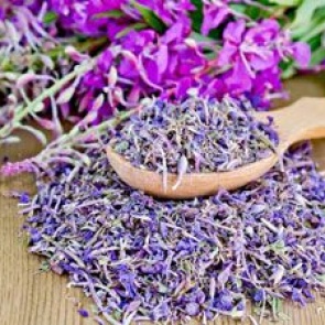 Польза и вред кипрейного чая