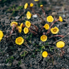 Мать-и-мачеха — универсальный помощник при кашле
