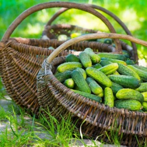 Как продлить плодоношение огурцов?