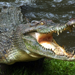 Кровожадный крокодил стянул мальчика с лодки и проглотил его