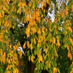 Уход за вишней осенью – 5 самых важных правил