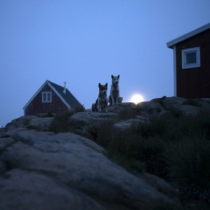 Трамп захотел купить Гренландию