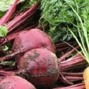 Когда копать морковь и свеклу