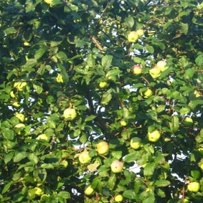 Август. Работы в саду