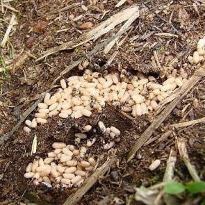 Сода от муравьев