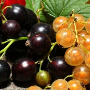 Как правильно обрезать смородину