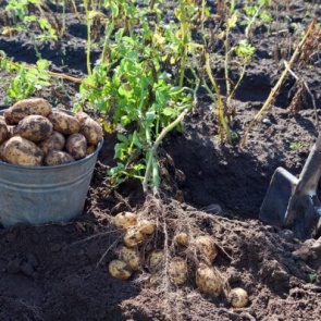 Какое удобрение вносить осенью под картофель, как подготовить почву?