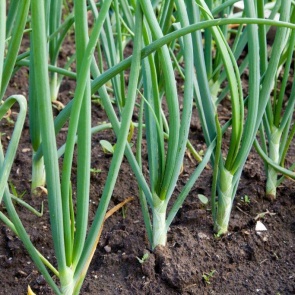 Пошаговая инструкция по подготовке грядки под лук осенью