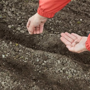 Когда лучше сажать укроп под зиму, и можно ли так делать