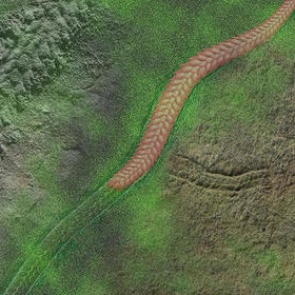 Марш смерти древнего червя помог ученым раскрыть тайну эволюции