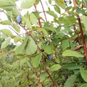 Уход за жимолостью осенью и подготовка к зиме