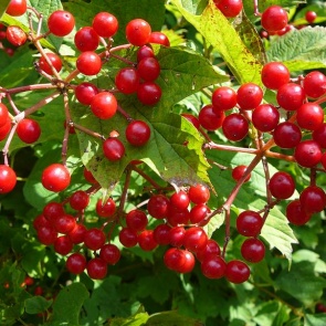 Калина: выращивание, размножение, вредители и болезни