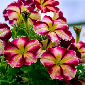 ОЧЕНЬ ПРОСТОЙ СПОСОБ ВЫРАСТИТЬ КРАСИВУЮ ПЕТУНИЮ