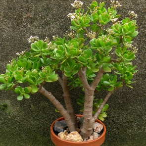 ШИКАРНАЯ ТОЛСТЯНКА: ФОРМИРУЕМ КРОНУ