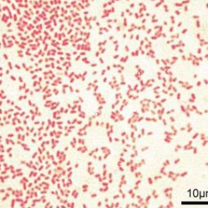 Найдено простое средство против смертельных болезней