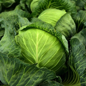 Уборка капусты: правила и секреты