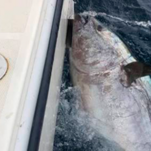 Рыбак поймал редчайшего 272-килограммового тунца