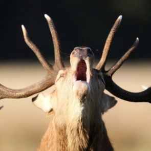 Охотник принял подростка за оленя и убил его