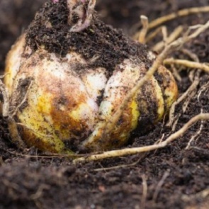 Что делать, если лилии проросли осенью