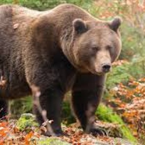 В Кемеровской области медведь насмерть задрал мужчину. Его сын сумел спрятаться на дереве