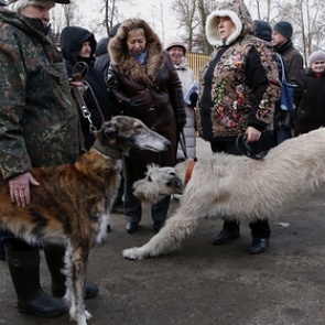 Россиян предупредили о заразной смертельной болезни собак