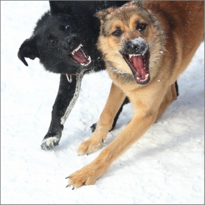 В Хакасии бродячие псы едва не растерзали мальчика. Ребёнку наложили 50 швов