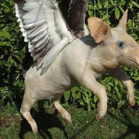 Совопоссум и уткокрол Таксидермист из Новой Зеландии создает «друзей Упоротого лиса»