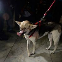 Филиппинская собака без верхней челюсти вернулась домой после лечения