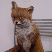 Второй Упоротый лис ушел с молотка